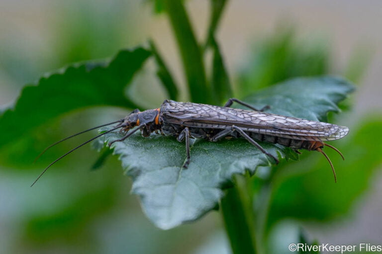 Images From the Water - RiverKeeper Flies