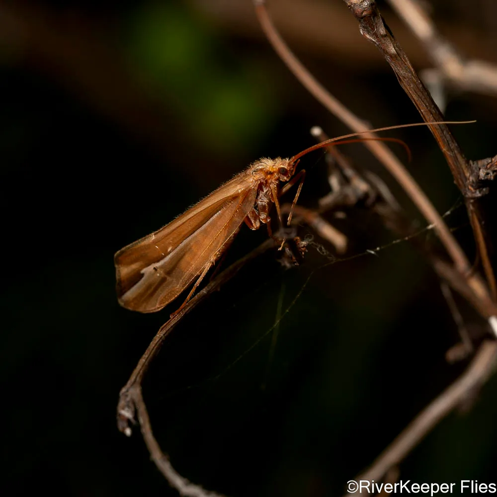 Silver Striped Sedge - Metolius River | www.johnkreft.com