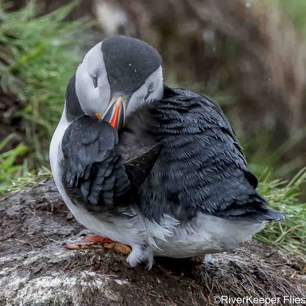 Sleeping Puffin | www.johnkreft.com