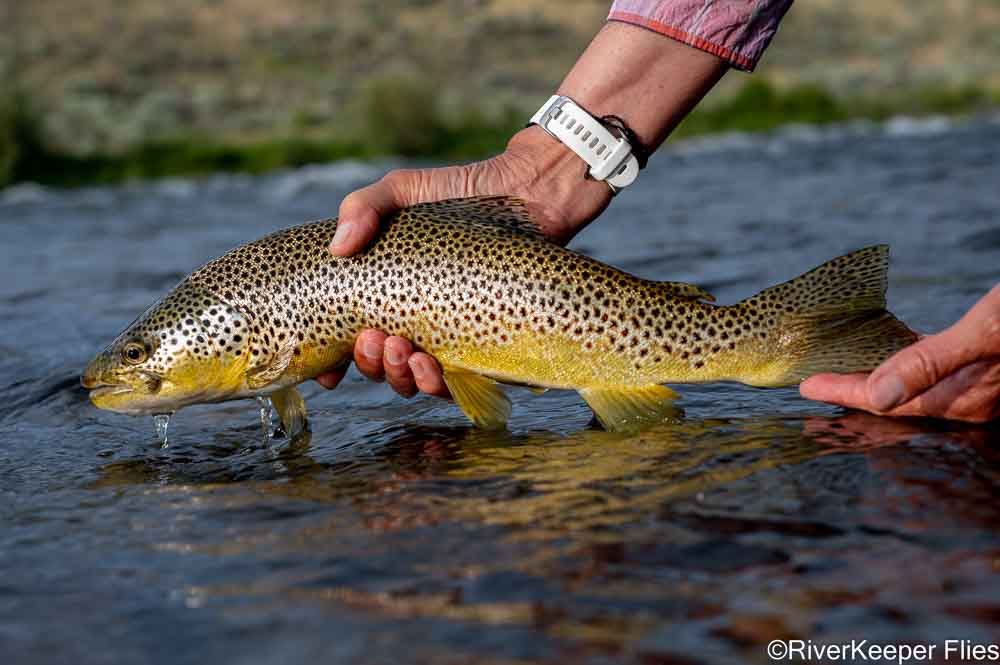 Stand-in Holding My Madison Brown Trout | www.riverkeeperflies.com