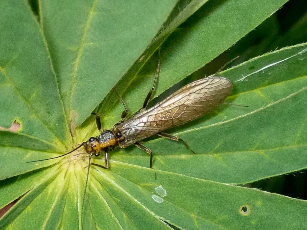 Stonefly Closeup | www.johnkreft.com