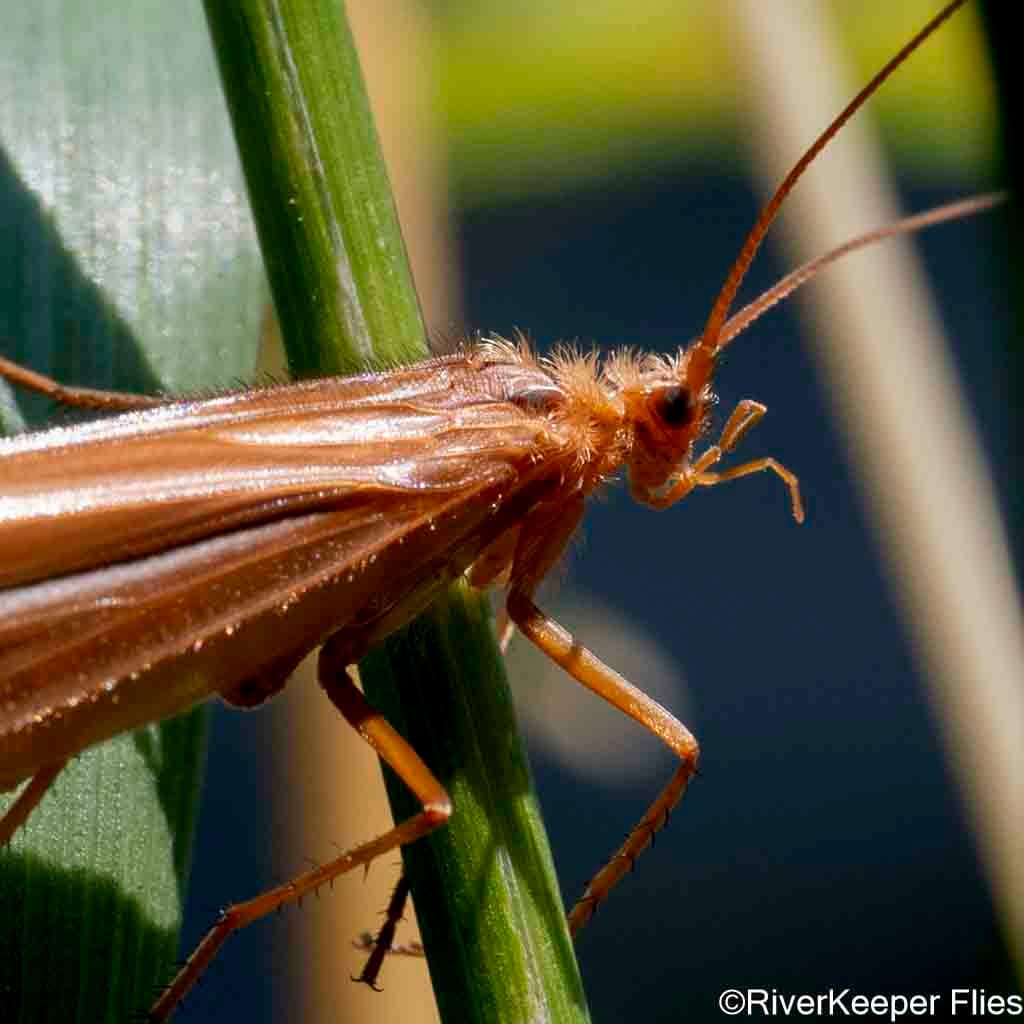 Stripped Sedge - Closeup | www.johnkreft.com