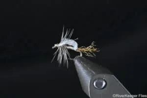 Stuck-In-The-Shuck Midge | www.johnkreft.com