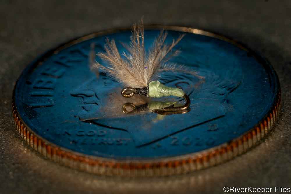 Tiny Midge Adult with Upright Wings on Dime | www.riverkeeperflies.com