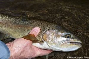 Trocoman Rainbow Trout Closeup | www.johnkreft.com