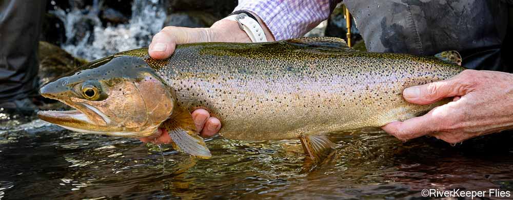 Trocoman Rainbow Trout Closeup | www.johnkreft.com