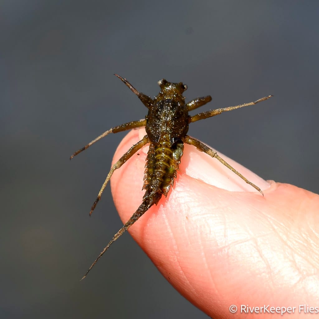 Underside of Green Drake Nymph - Metolius | www.johnkreft.com