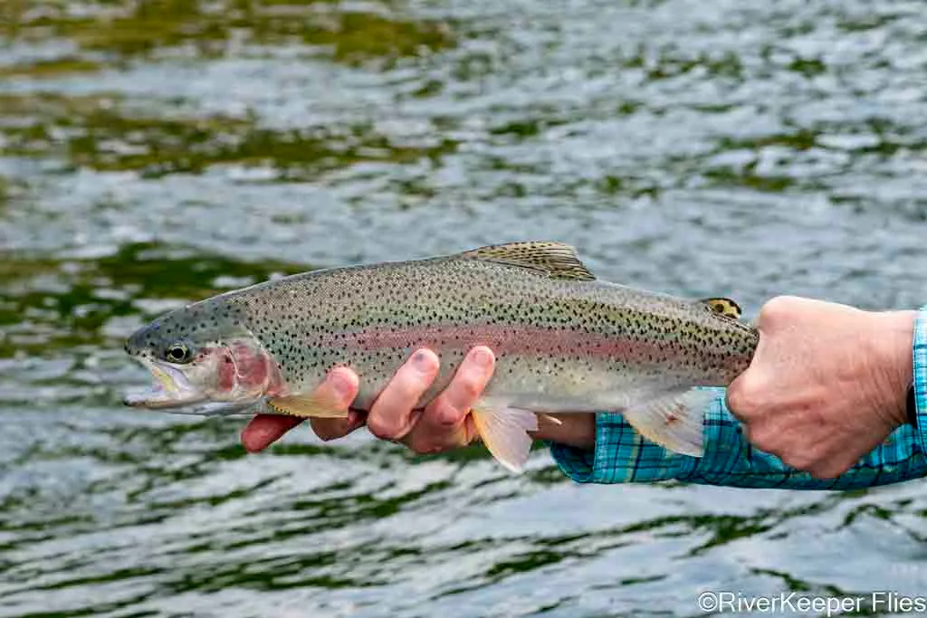 Upper Columbia Rainbow - Day 1 | www.johnkreft.com