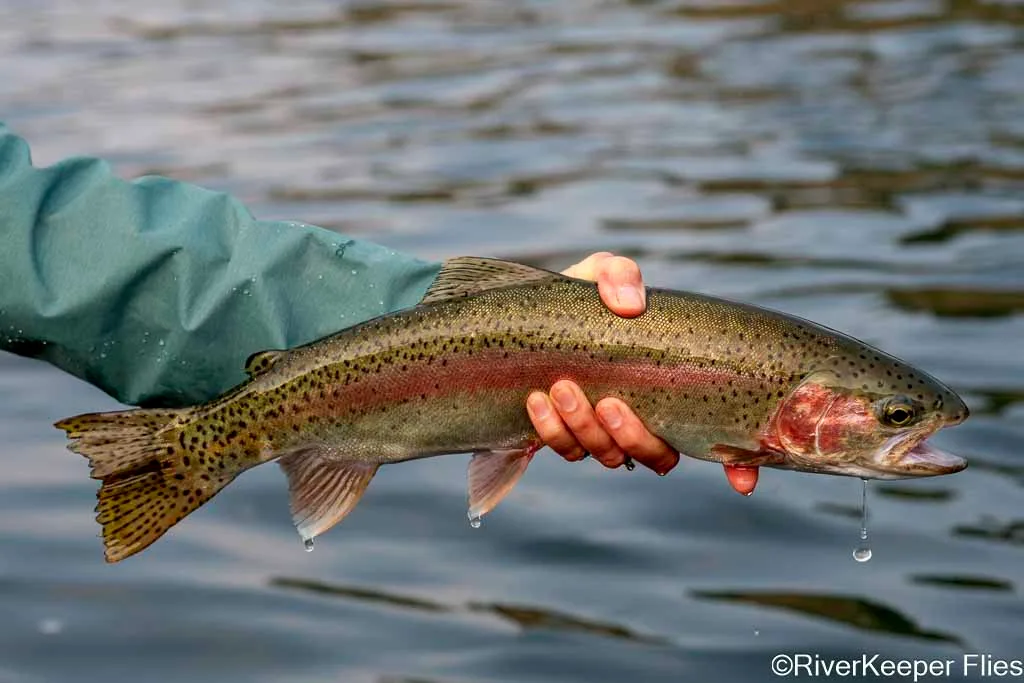 Upper Columbia Rainbow - Day 1 | www.johnkreft.com