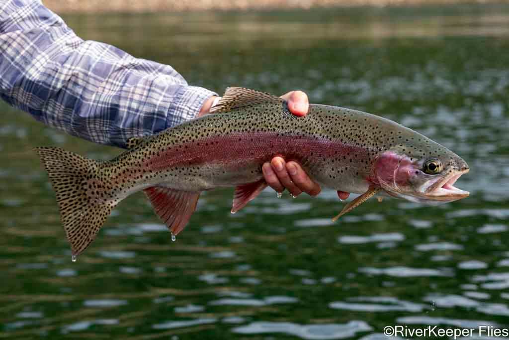 Upper Columbia Rainbow - Day 1 | www.johnkreft.com