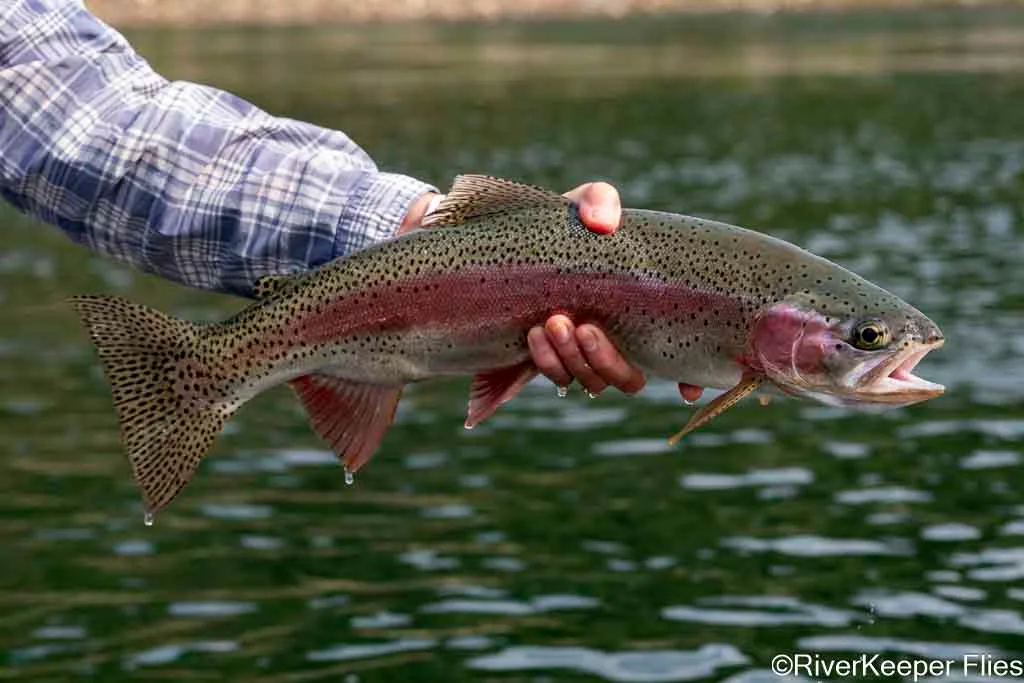 Upper Columbia Rainbow - Day 1 | www.johnkreft.com