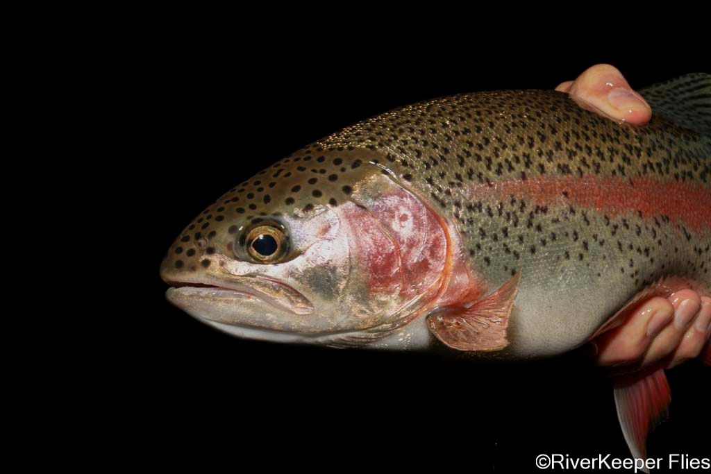 Upper Columbia Rainbow - Day 2 | www.johnkreft.com
