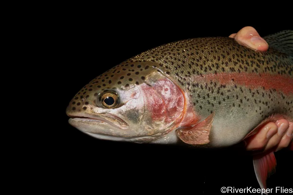Upper Columbia Rainbow - Day 2 | www.johnkreft.com