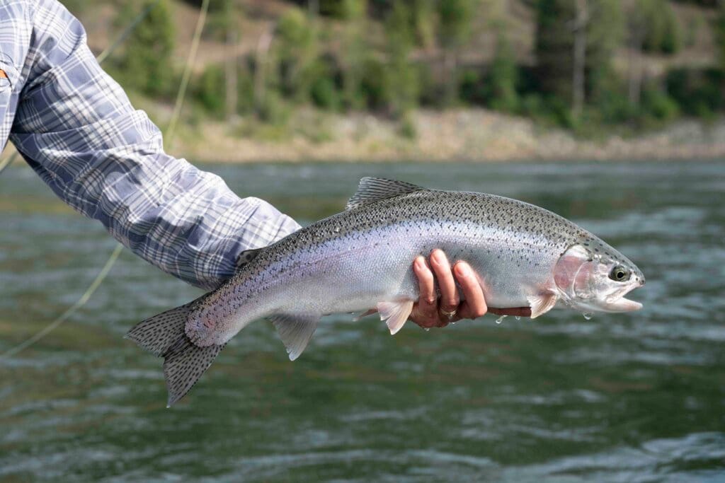 Upper Columbia Rainbow - Day 2 | www.johnkreft.com
