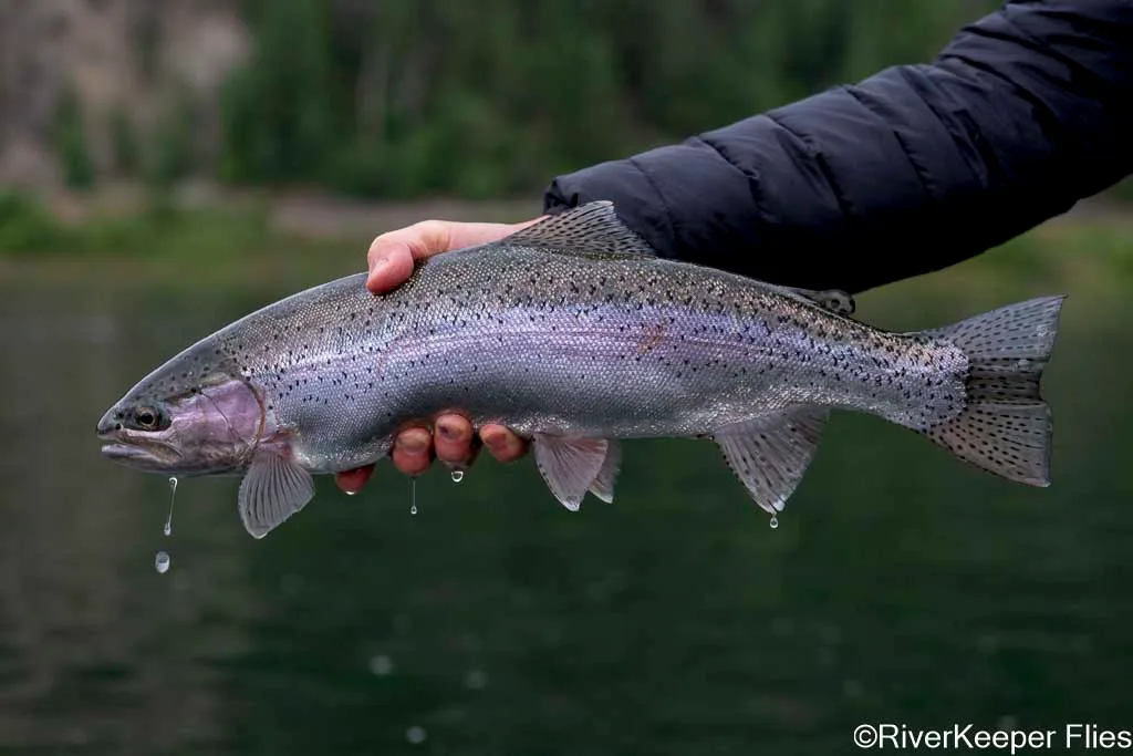 Upper Columbia Rainbow - Day 2 | www.johnkreft.com