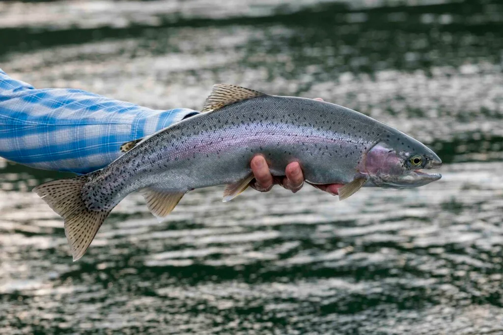 Upper Columbia Rainbow - Day 3 | www.johnkreft.com