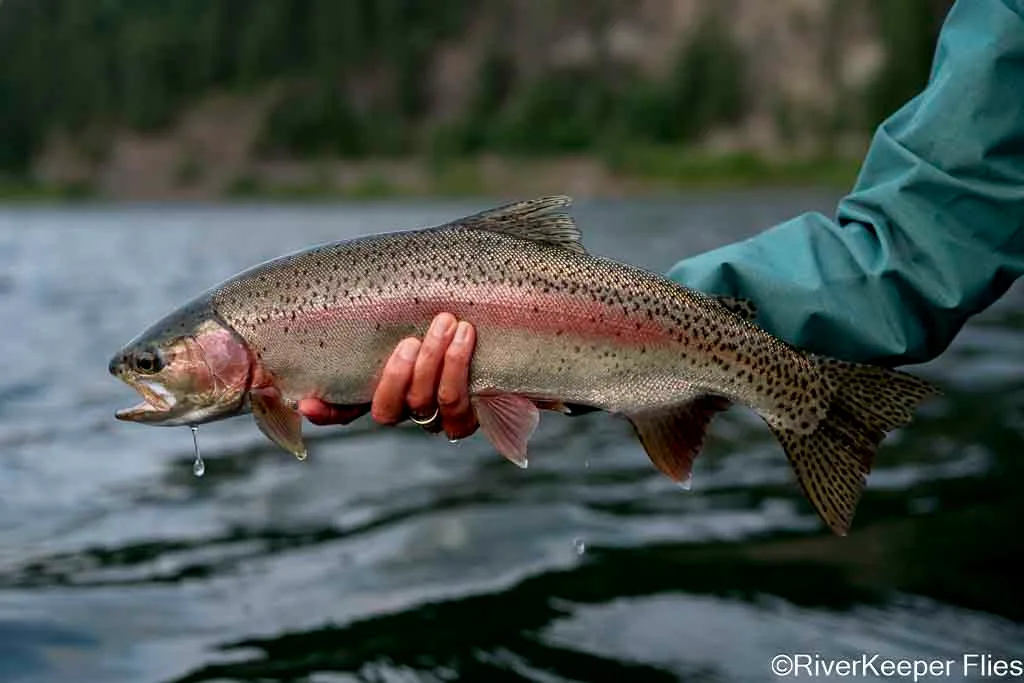 Upper Columbia Rainbow - Day 3 - Last Fish | www.johnkreft.com