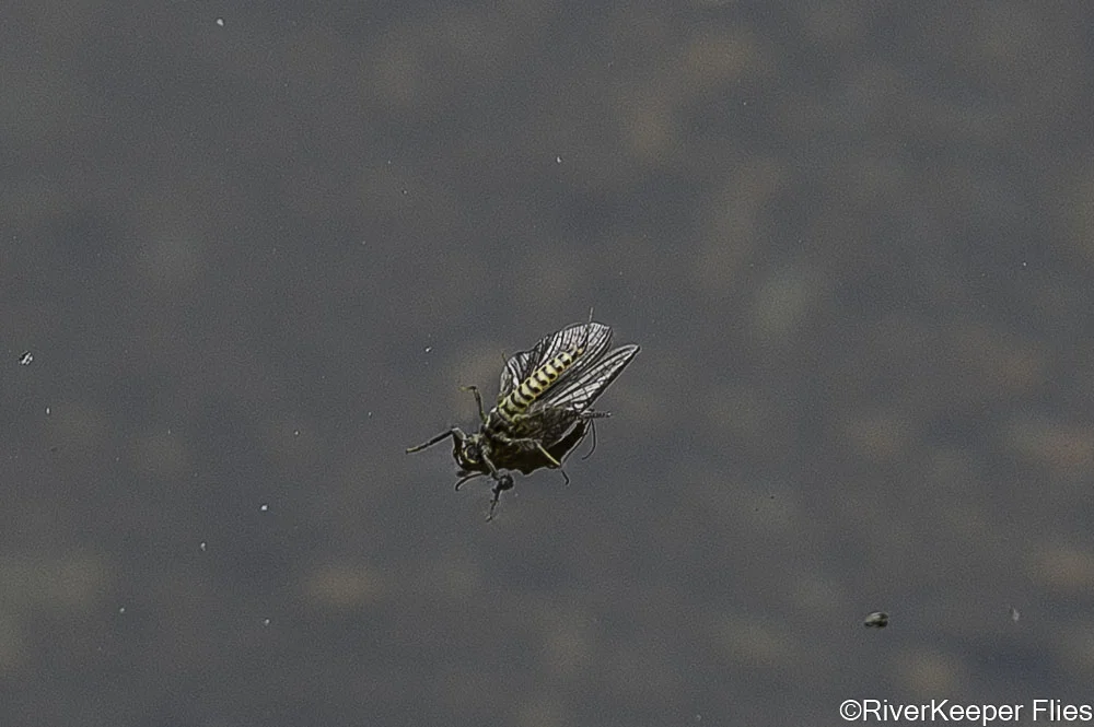 Upside Down Mayfly on Metolius | www.johnkreft.com