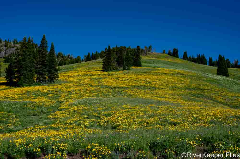 View from Dunraven Pass Road | www.johnkreft.com