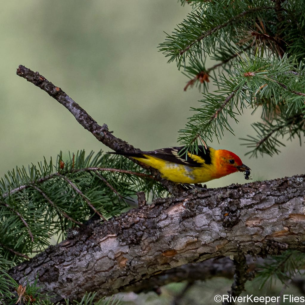 Western Tanager on Green River, WY | www.johnkreft.com