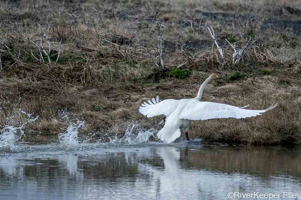 Whooping Swan Sequence | www.johnkreft.com