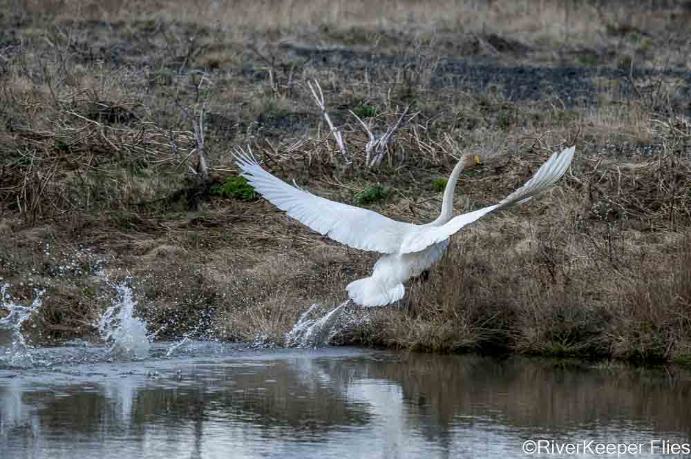 Whooping Swan Sequence | www.johnkreft.com