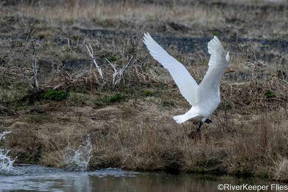 Whooping Swan Sequence | www.johnkreft.com