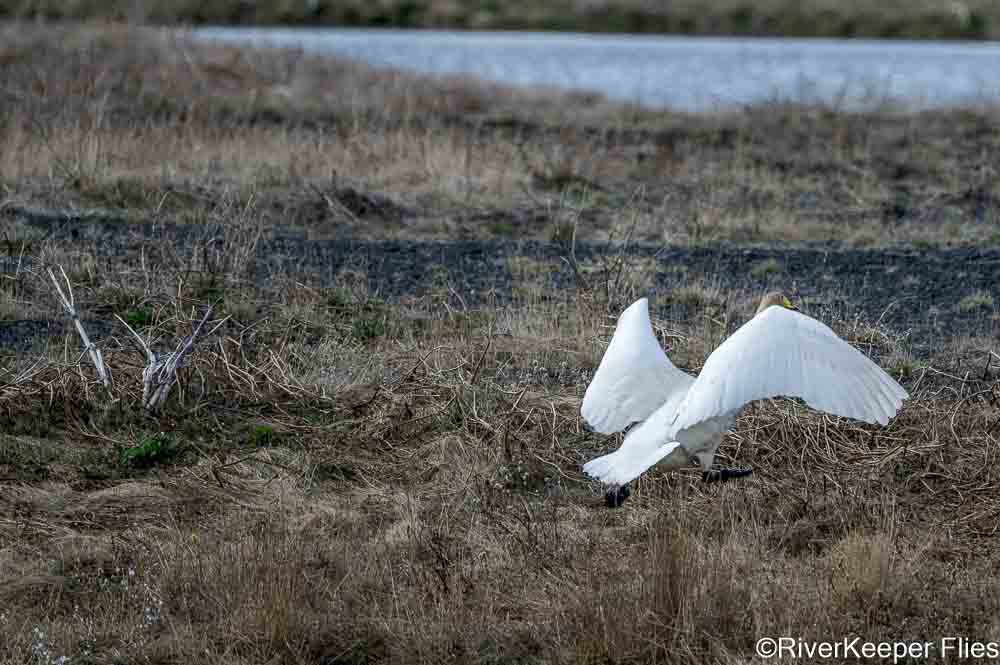 Whooping Swan Sequence | www.johnkreft.com