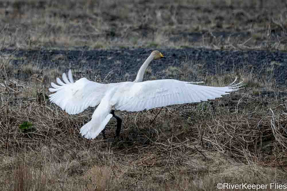 Whooping Swan Sequence | www.johnkreft.com