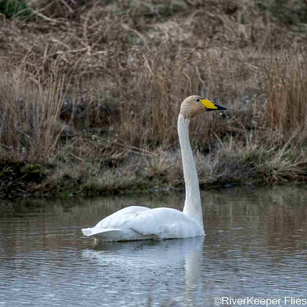 Whooping Swan Sequence | www.johnkreft.com