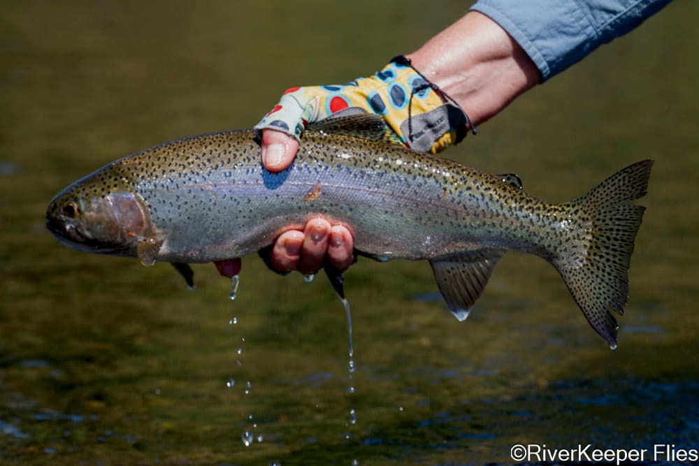 Wide Tail Rainbow from Rio Codihue - Day 4 | www.johnkreft.com