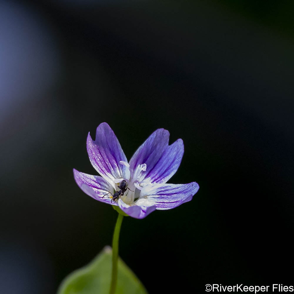 Wildflower on Metolius | www.johnkreft.com