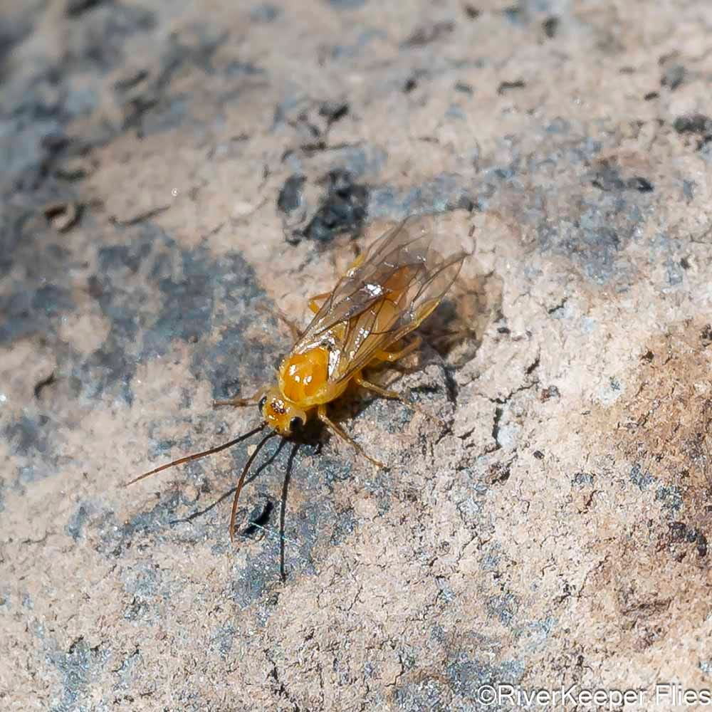 Willow Worm Adult - Rio Codihue | www.johnkreft.com