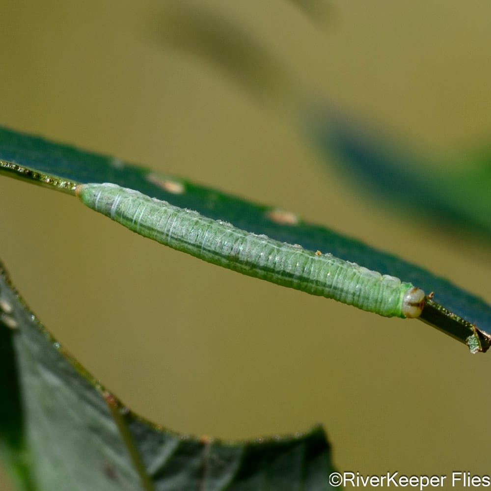 Willow Worm - Rio Codihue | www.johnkreft.com