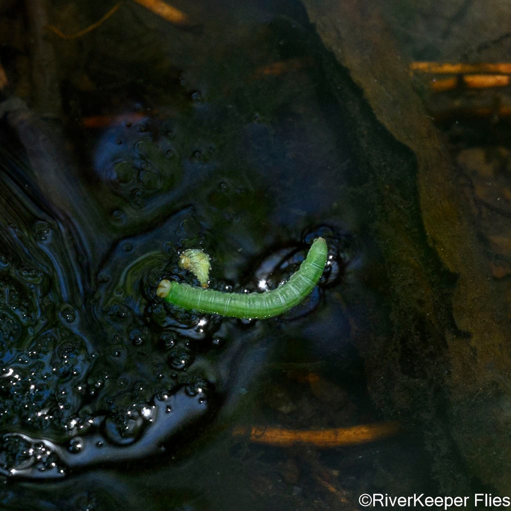 Willow Worm on Creek - Rio Trocoman | www.johnkreft.com