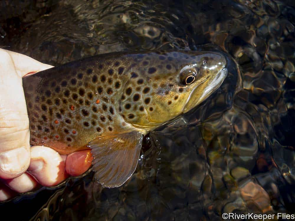 Winter Brown from Metolius | www.johnkreft.com