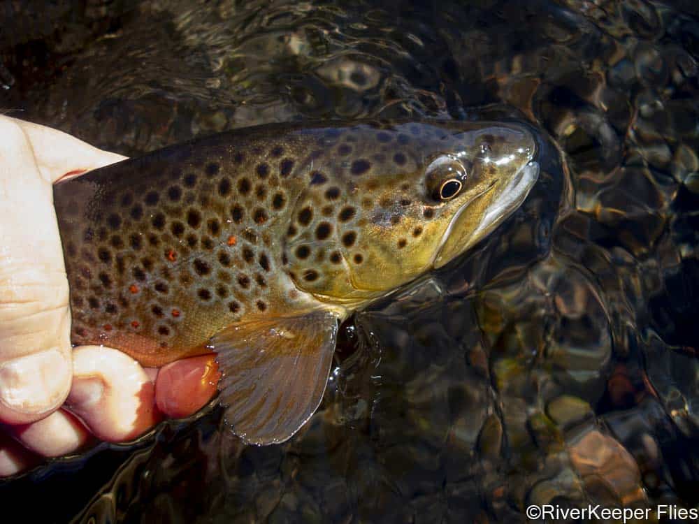 My Home Waters, The Metolius River - RiverKeeper Flies