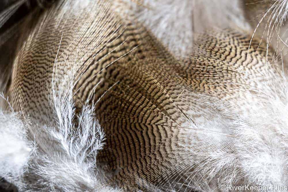 Wood Duck Feathers | www.johnkreft.com