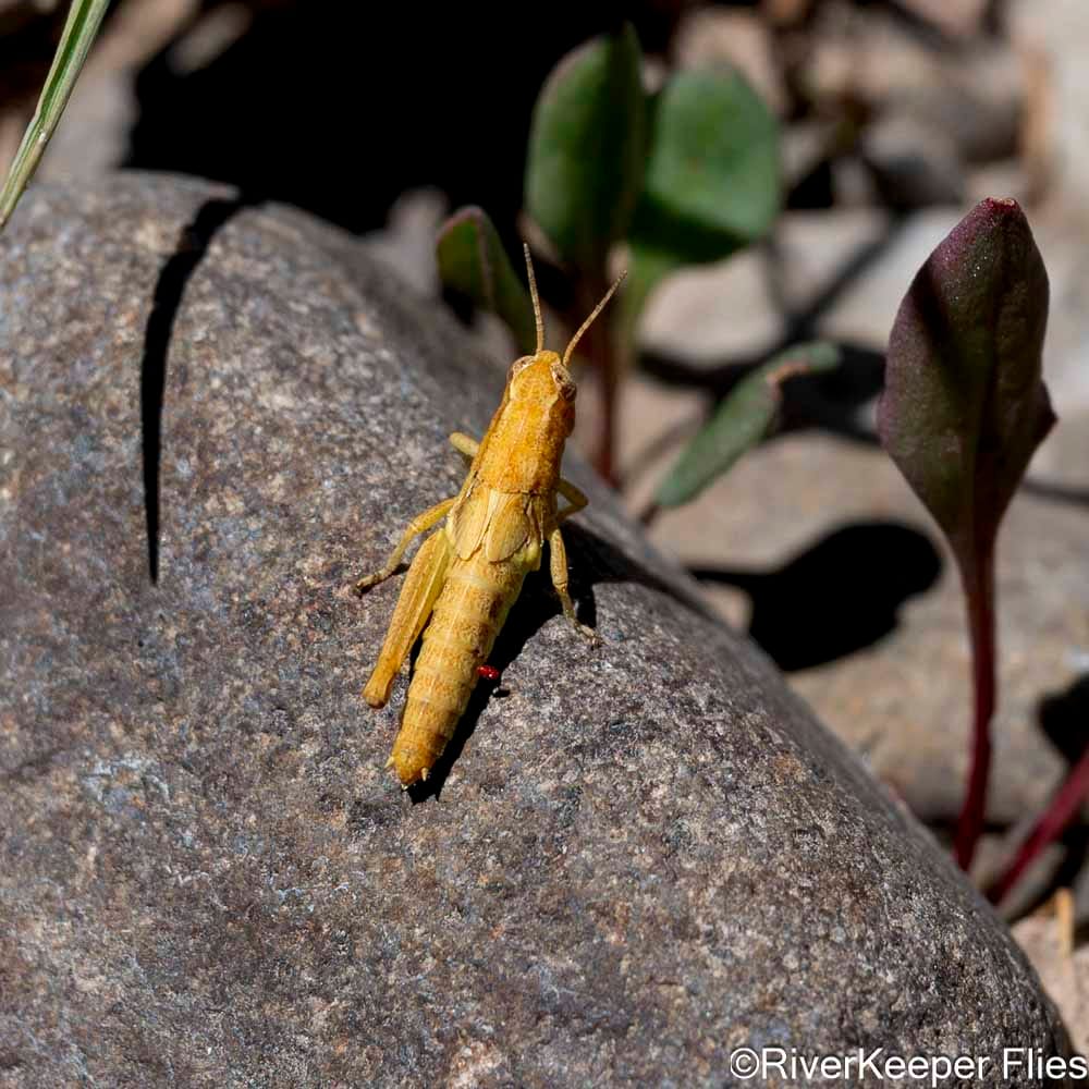 Yellow Grasshopper - Rio Codihue Day 4 | www.johnkreft.com