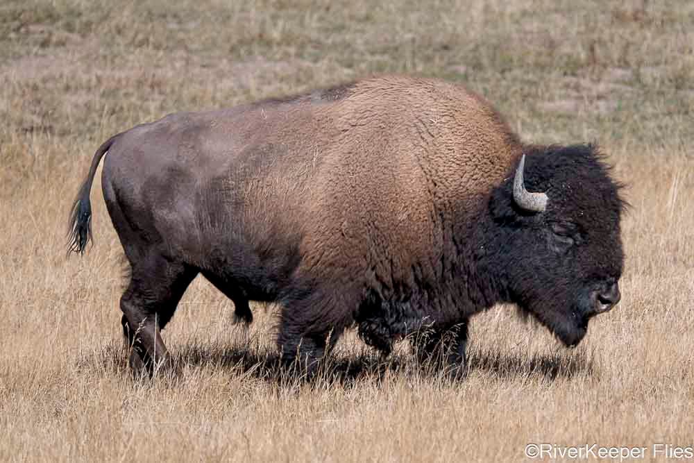 Yellowstone Bison | www.johnkreft.com