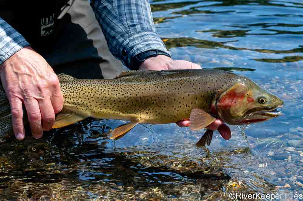 Yellowstone Cutthroat | www.johnkreft.com