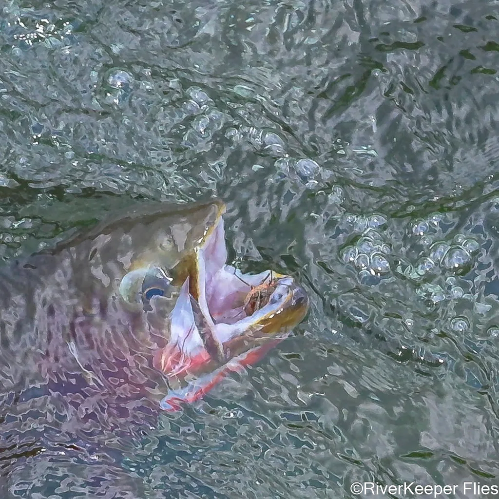 Yellowstone Cutthroat Easting Golden Stone | www.johnkreft.com