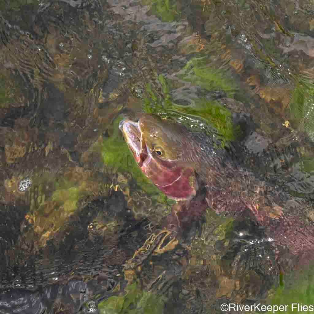 Yellowstone Cutthroat Eating Golden Stone - Sequence 4 of 4 | www.johnkreft.com