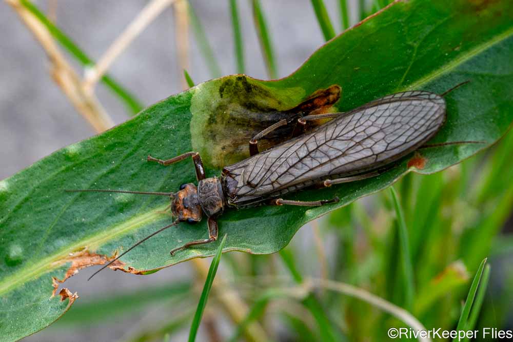 Yellowstone River Golden Stone | www.johnkreft.com