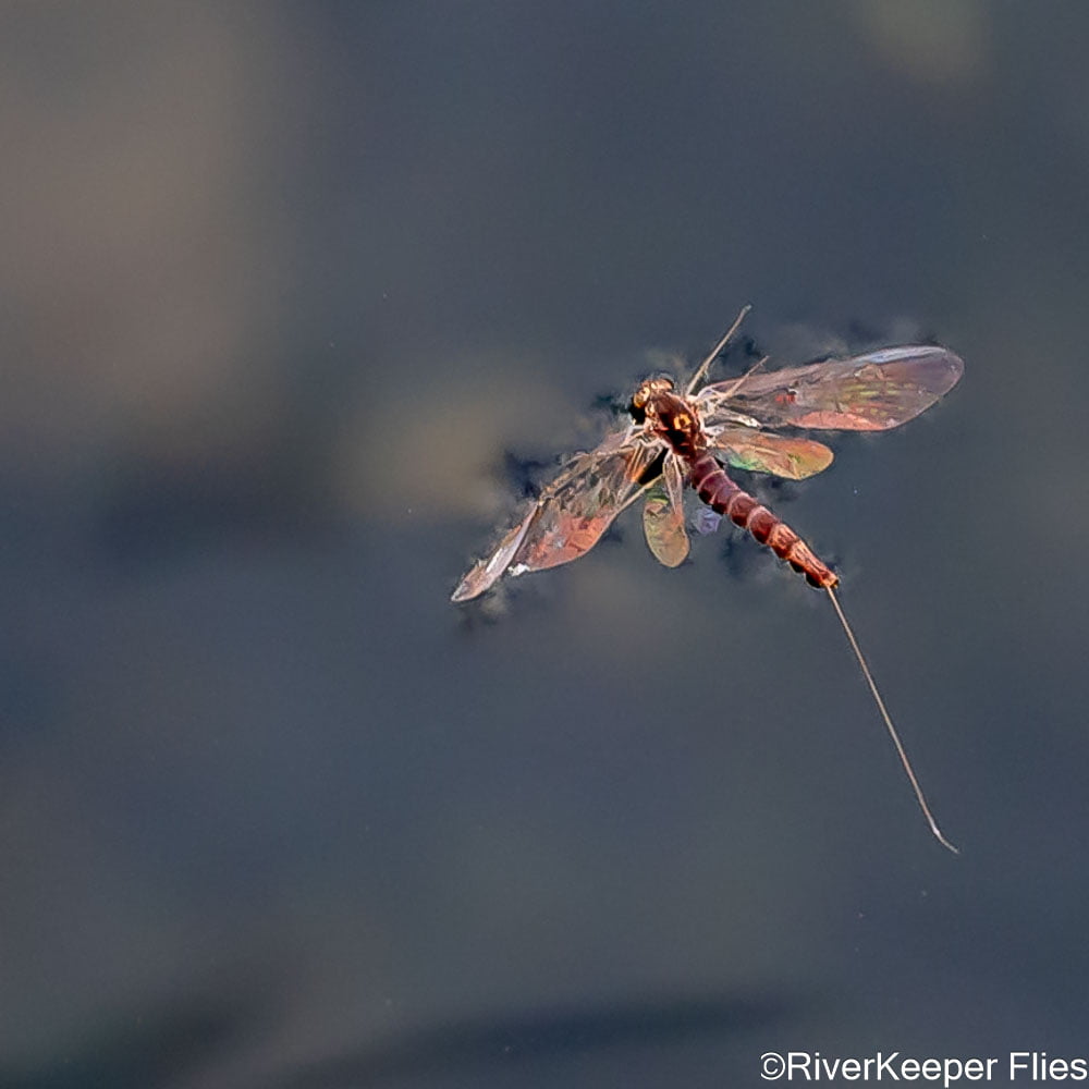 Yellowstone River Spinner - Rust Color | www.johnkreft.com