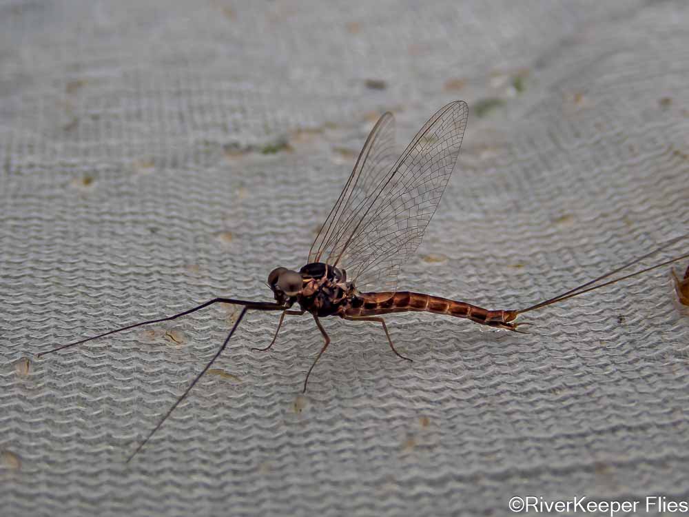 Yellowstone River Spinner | www.johnkreft.com